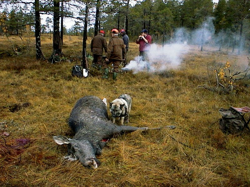 2004 Kvige Stakkjolen_3.jpg - Så vart det kaffekok første dagen i elgjakta, og klokka er bare såvidt passert 09.00